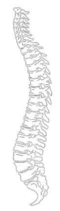 spine back bone png image