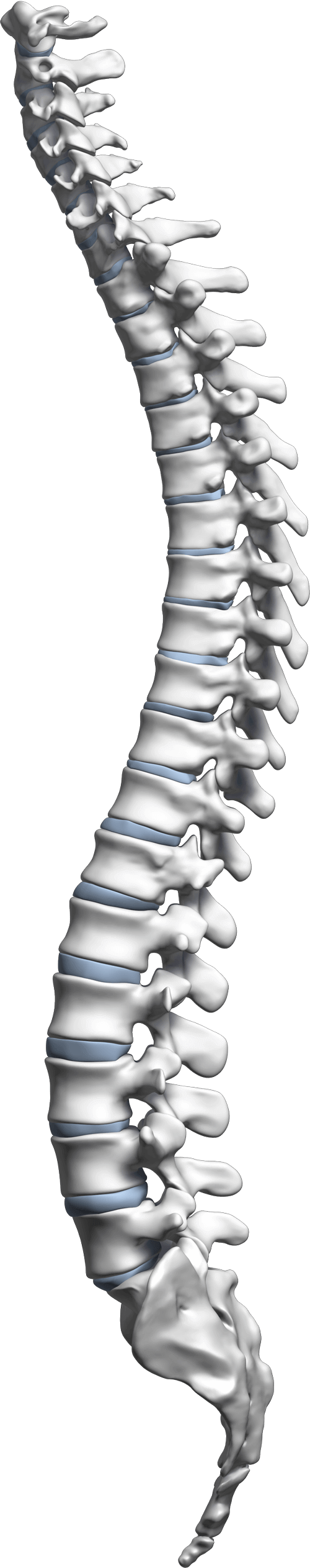 spine back bone png image